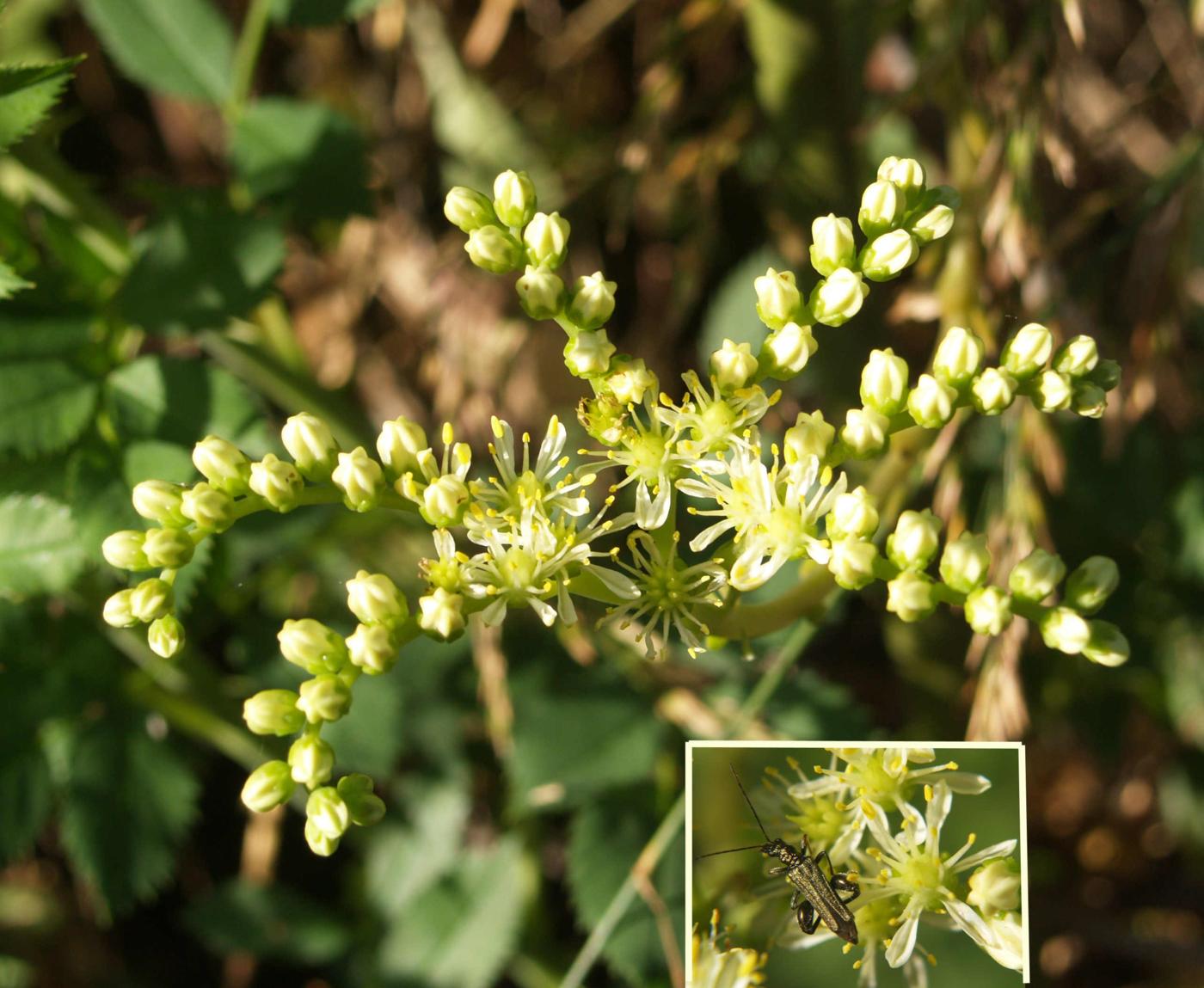 Stonecrop, Pale flower